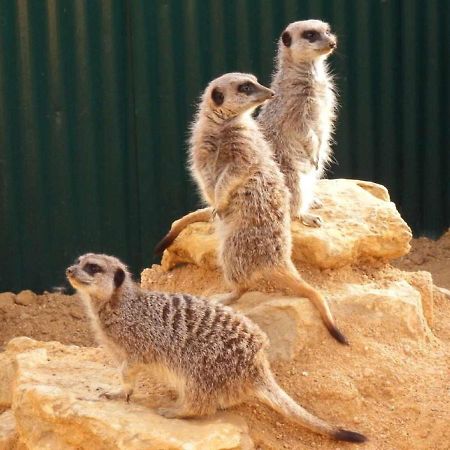 ホテル Centre Algarve モンカラパッショ エクステリア 写真