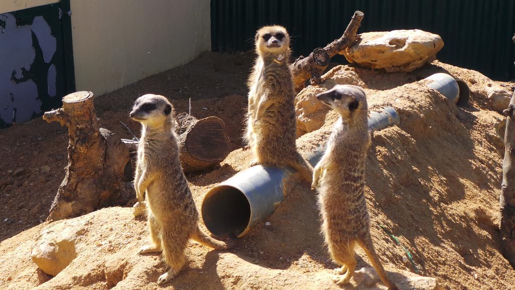 ホテル Centre Algarve モンカラパッショ エクステリア 写真